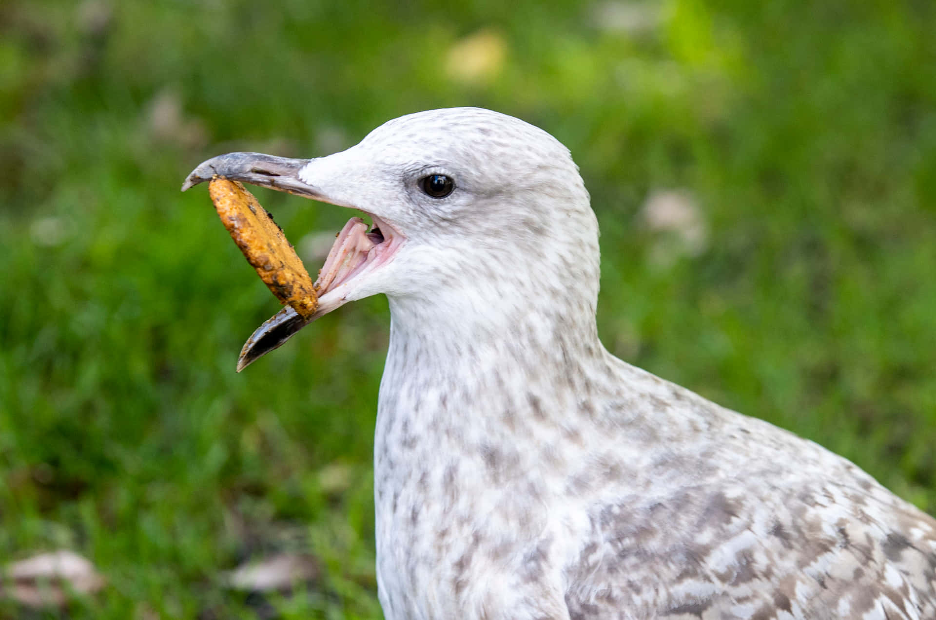 Seagull Pictures