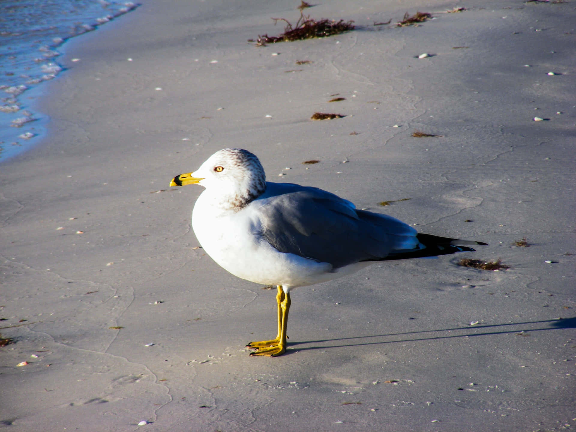 Seagull Pictures