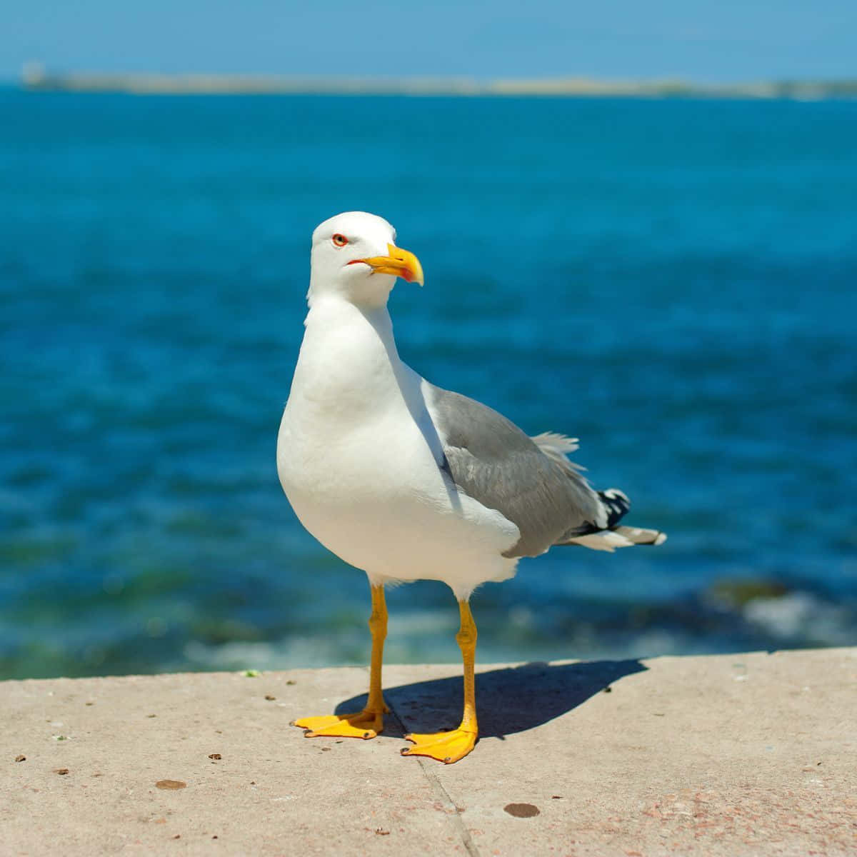 Seagull Pictures