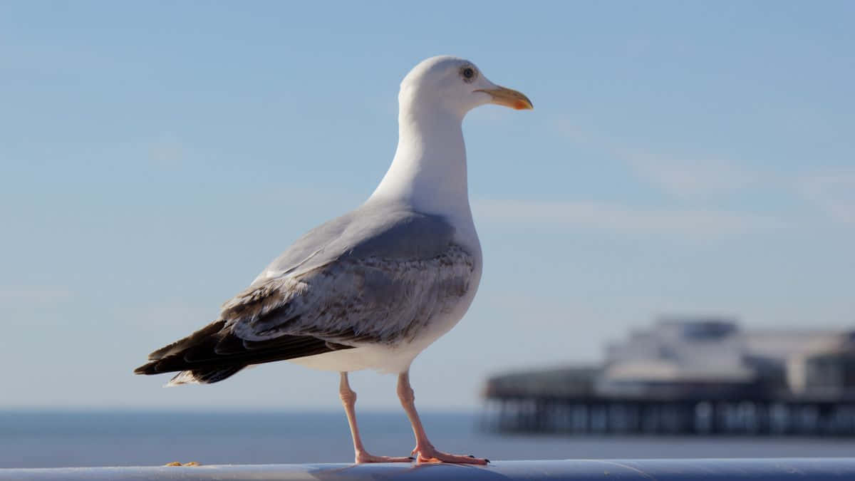 Seagull Pictures