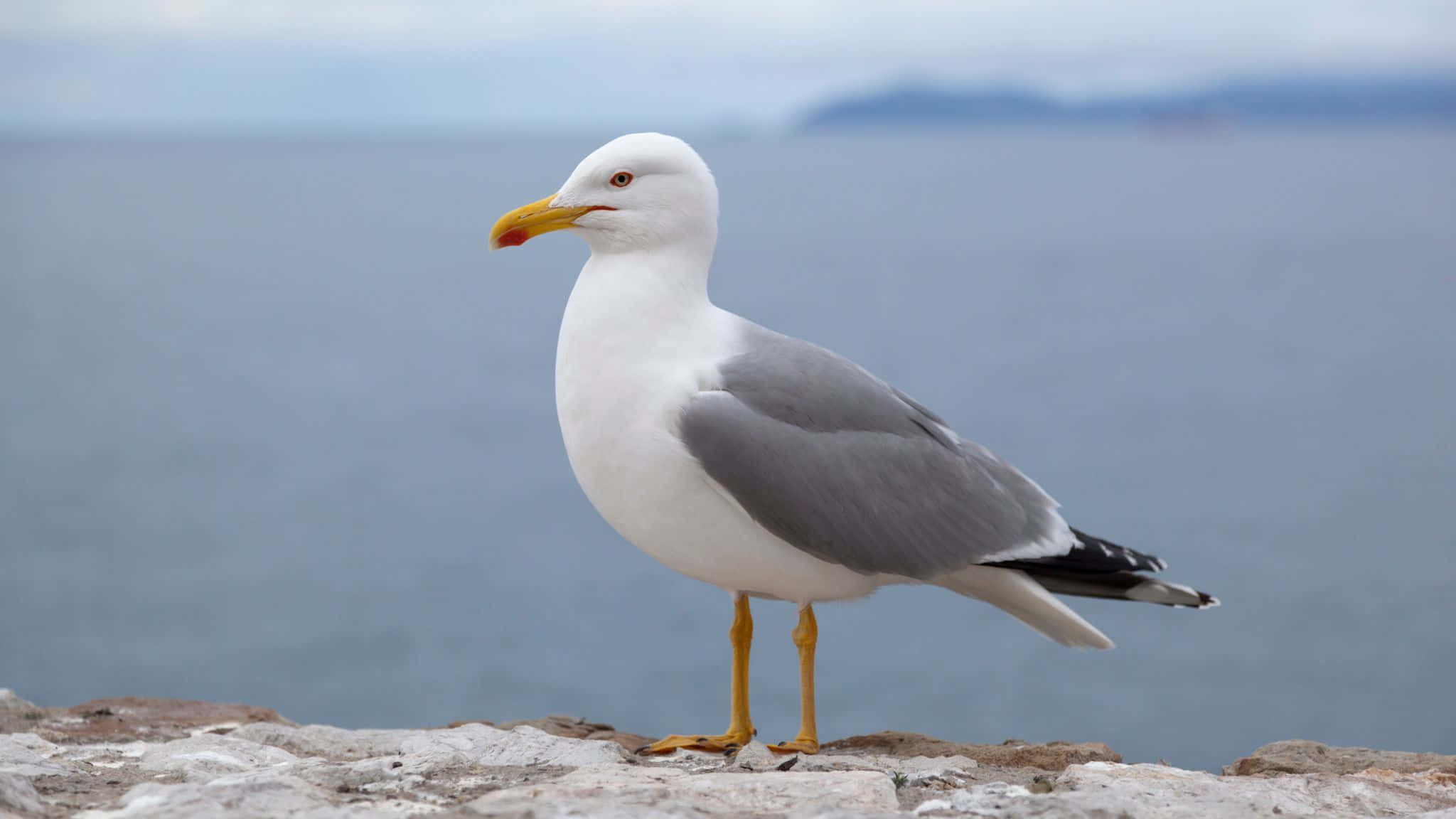 Seagull Pictures