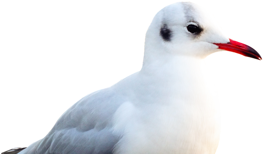 Seagull Portrait Isolated PNG