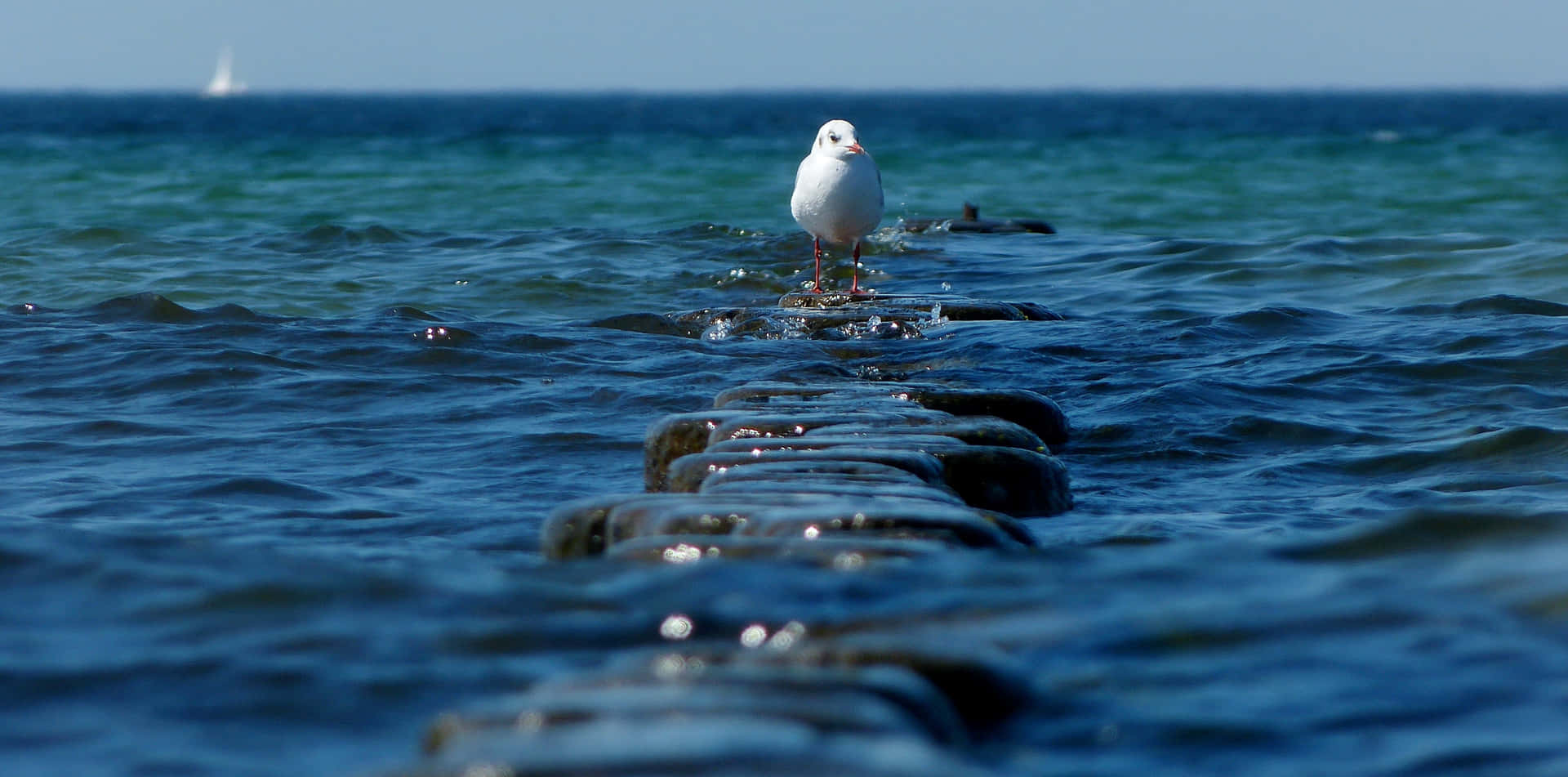Seagull Standing On Wooden Posts At Sea Wallpaper