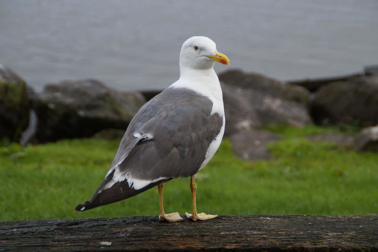 Seagull Standingby Waterfront Wallpaper