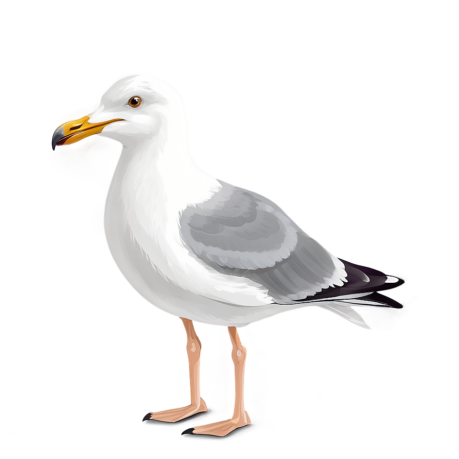 Download Seagull Vector Png 12 | Wallpapers.com