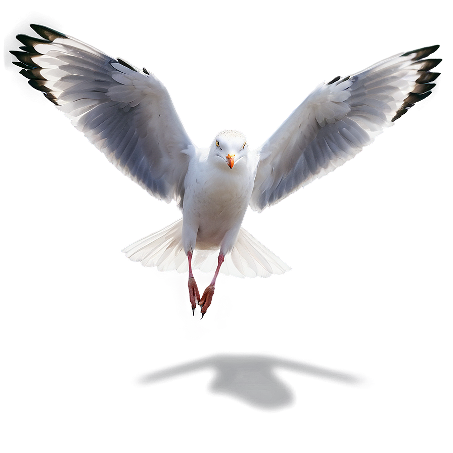 Download Seagull Wings Spread Png Lrv50 | Wallpapers.com