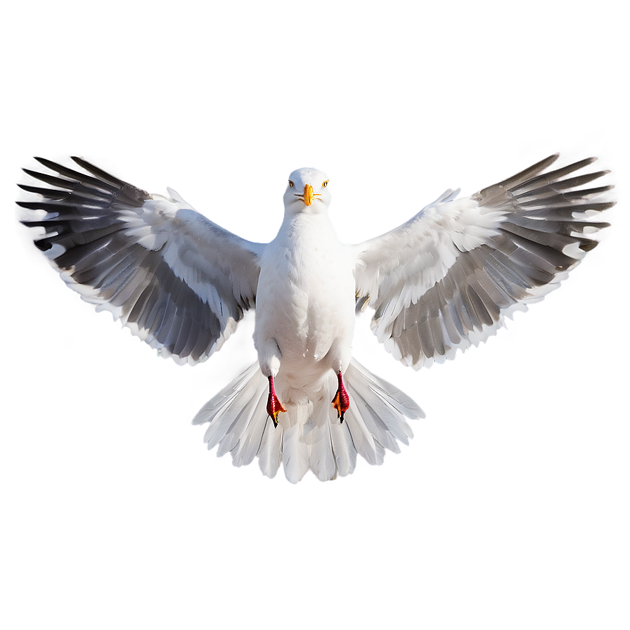 Seagull Wings Spread Png Rit PNG