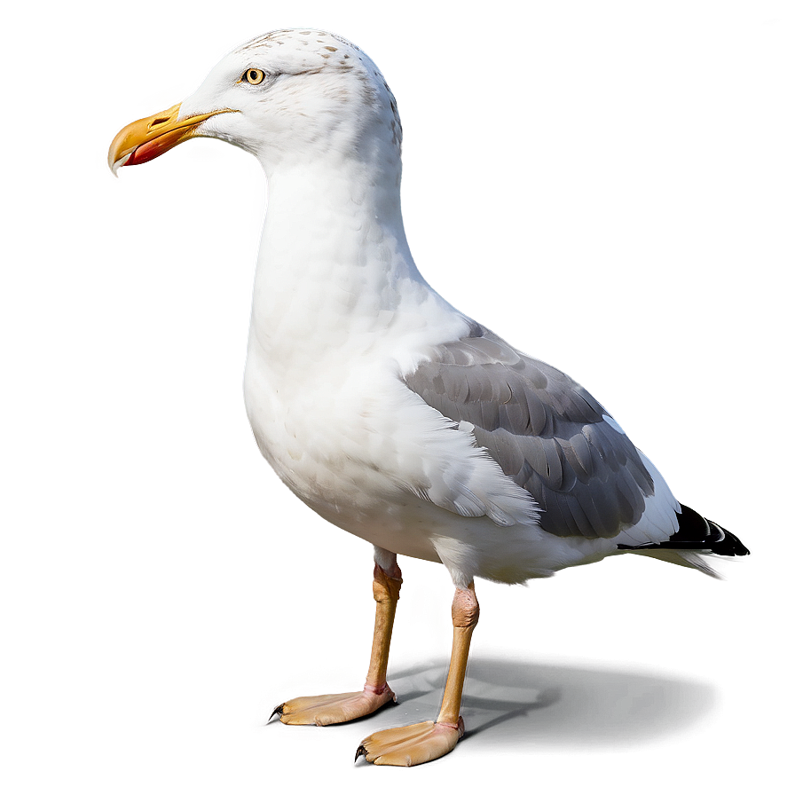 Seagull With Bread Png Xnt39 PNG