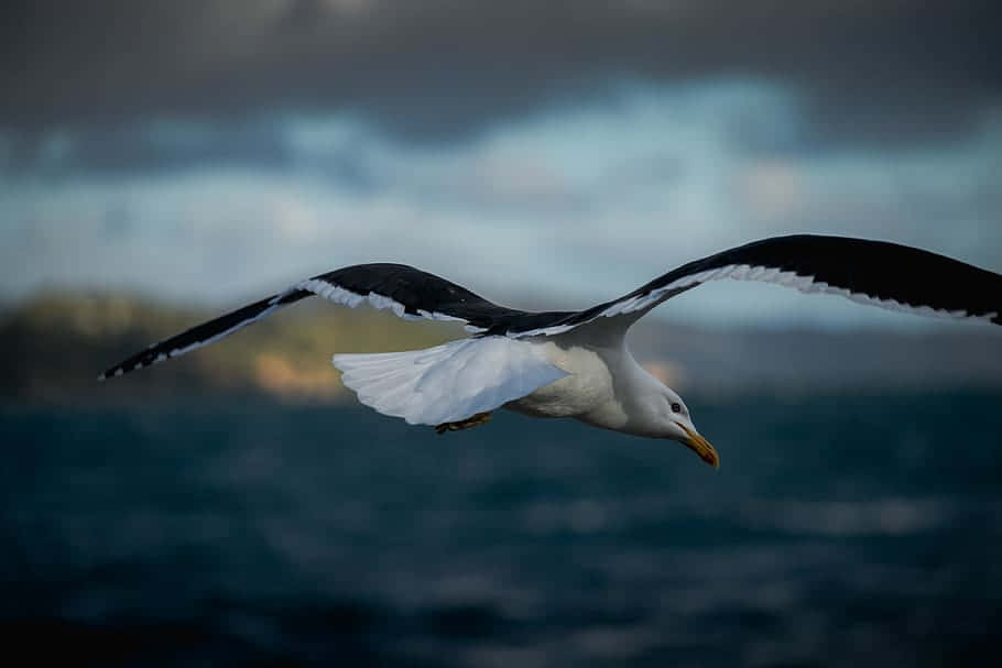 Seagullin Flight Over Sea Wallpaper
