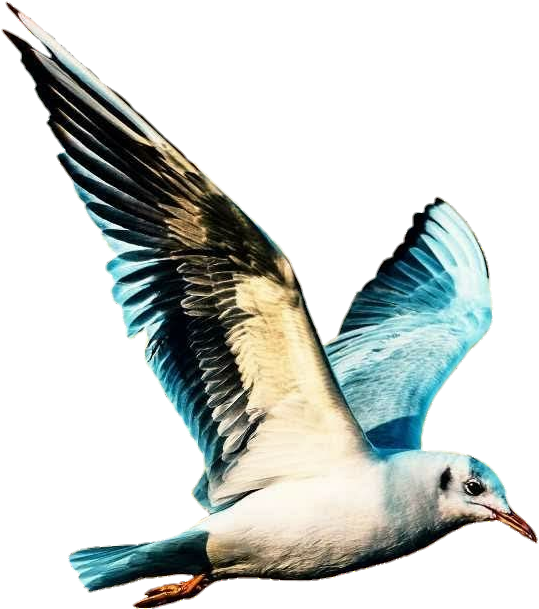 Seagullin Flight PNG