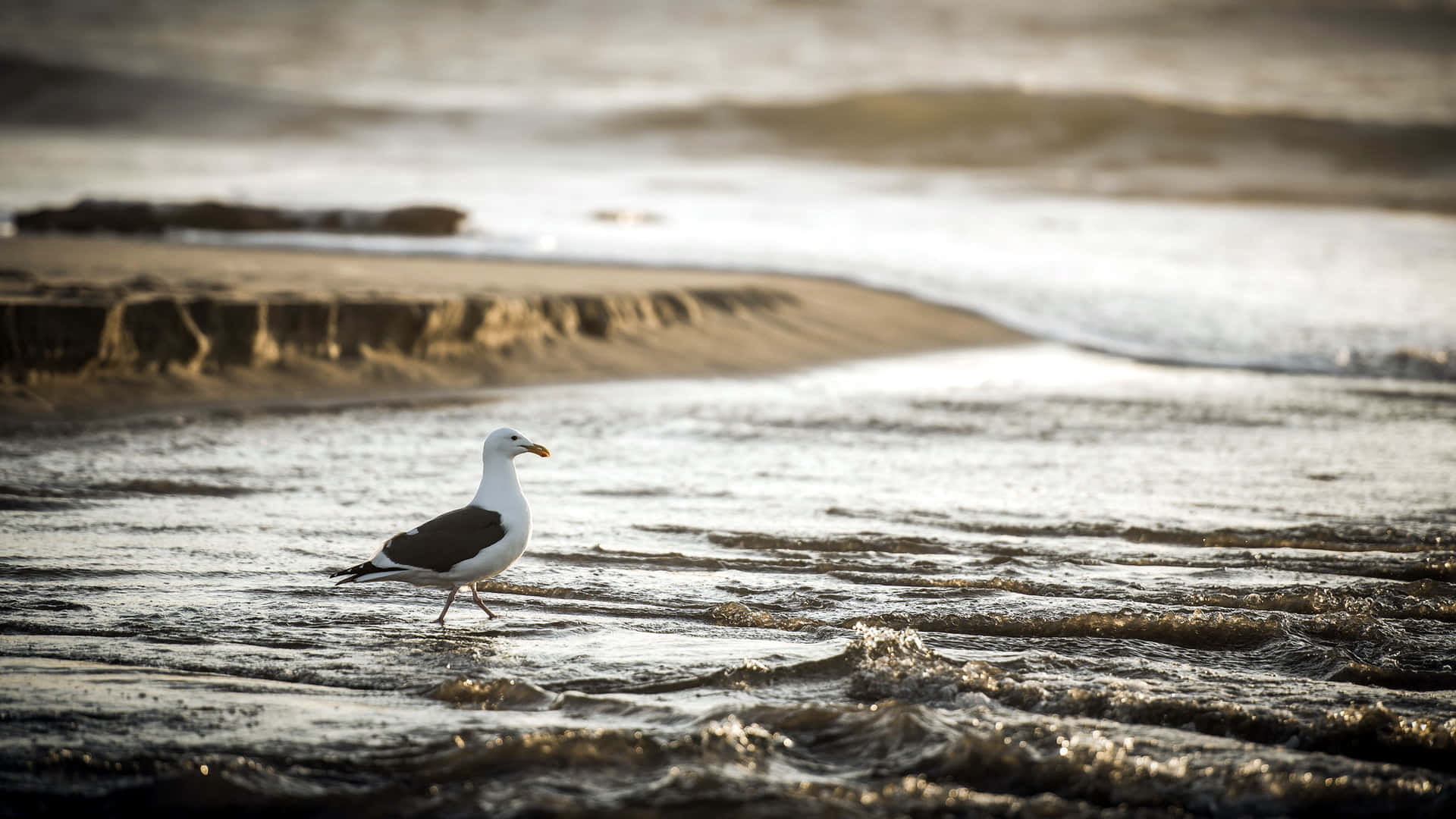 Seagullon Sandy Beachat Sunset Wallpaper