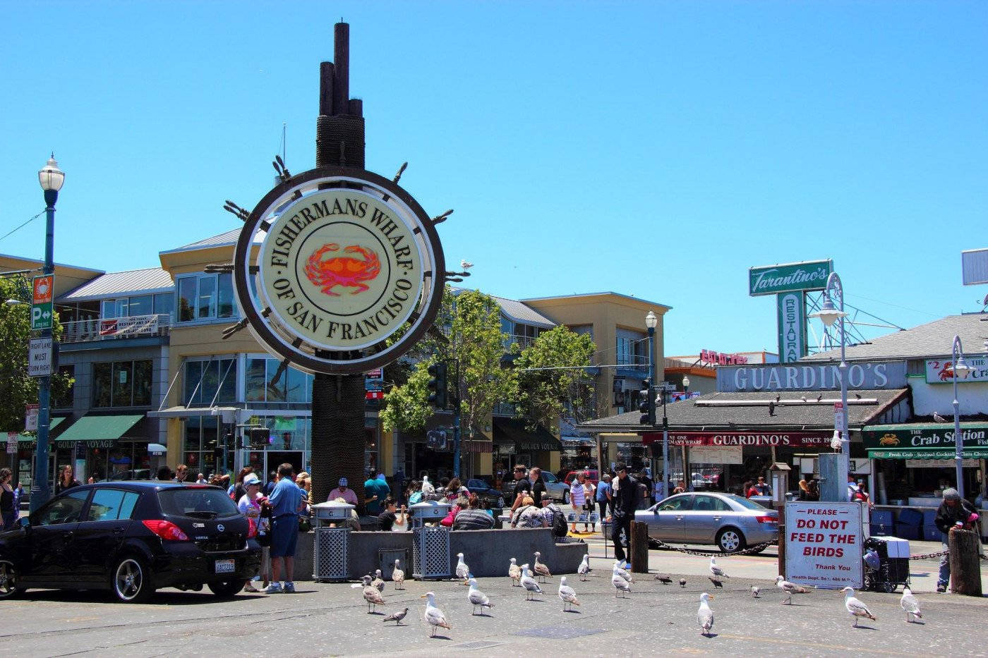 Seagulls By Fishermans Wharf Sign Picture
