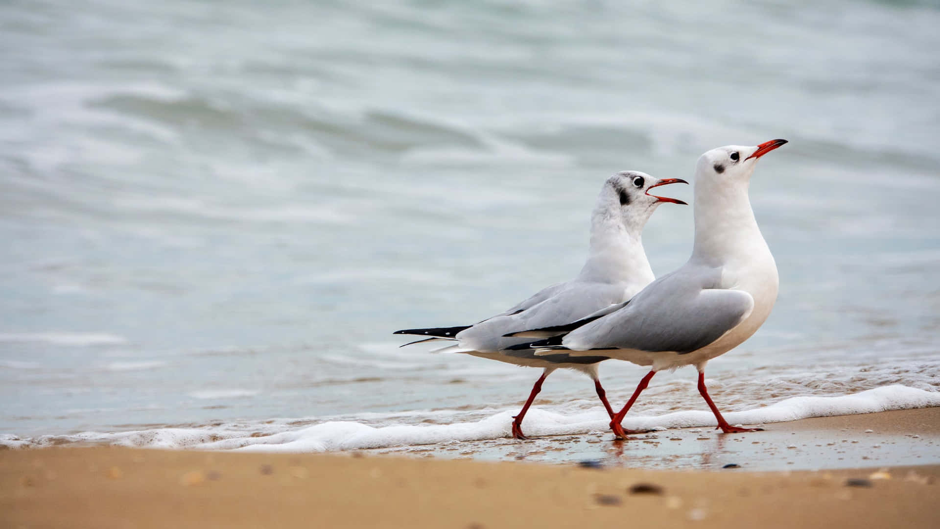 Seagulls_ Conversing_by_the_ Shoreline.jpg Wallpaper