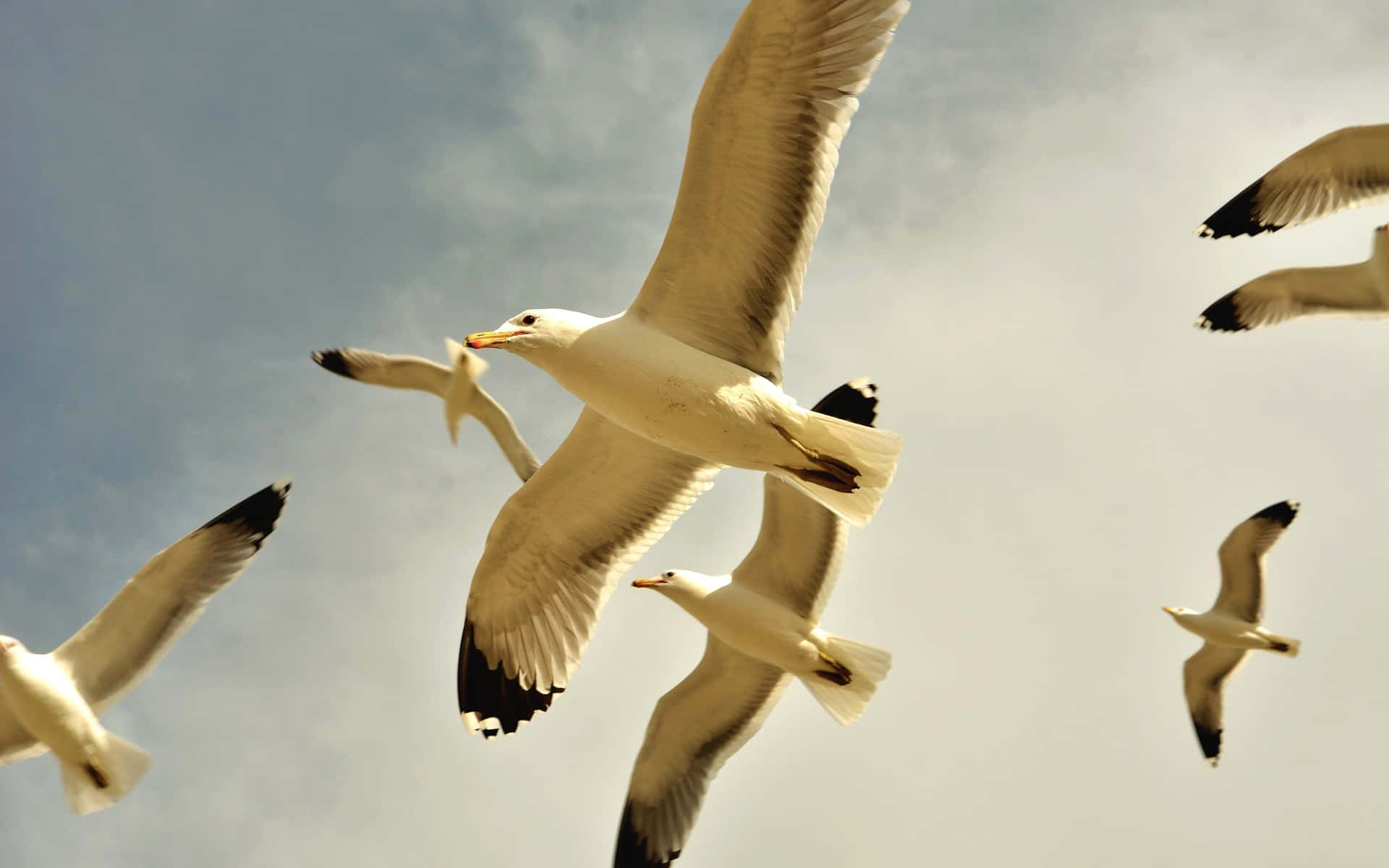 Seagulls_ Flying_ Against_ Sky Wallpaper