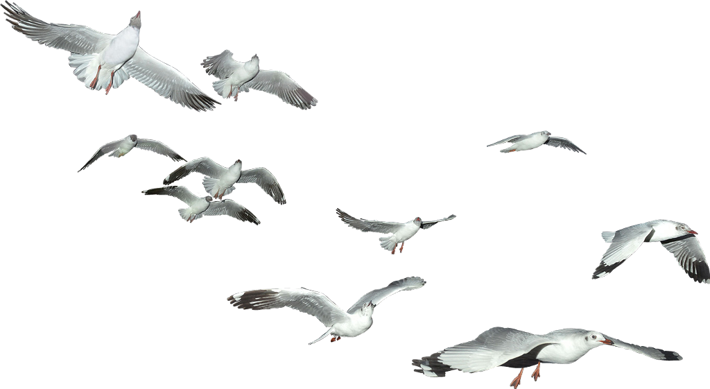 Download Seagulls_in_ Flight_ Against_ Sky | Wallpapers.com