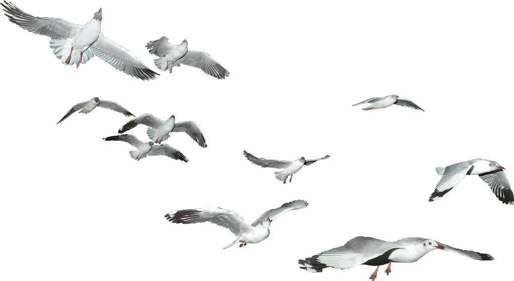 Seagulls_in_ Flight_ Against_ Sky PNG