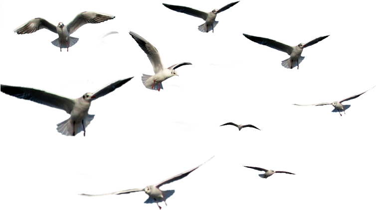 Seagullsin Flight PNG