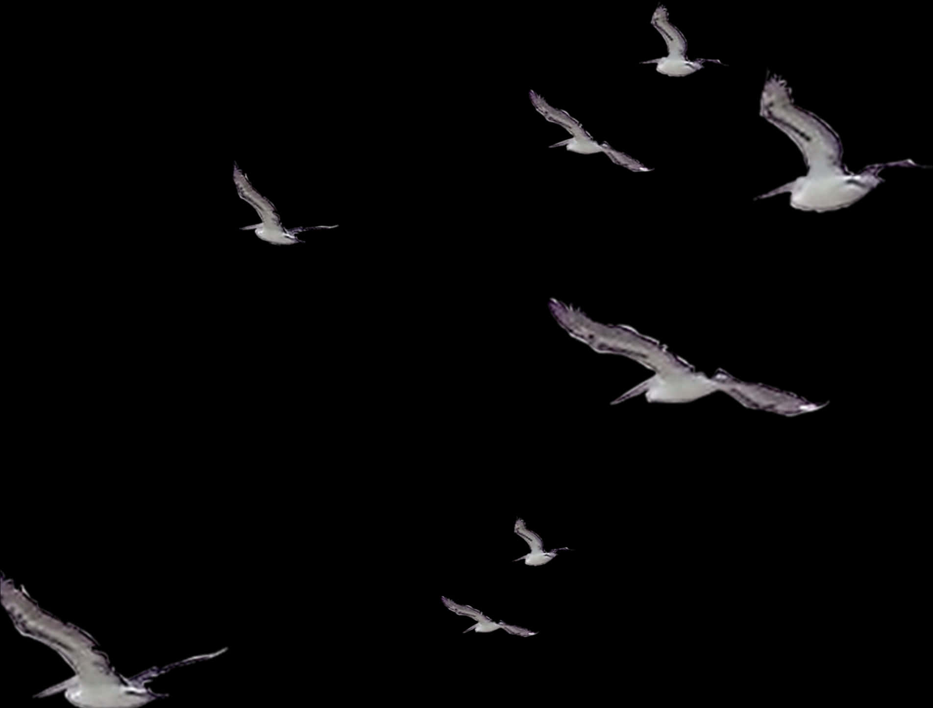 Seagullsin Flight Night Sky PNG