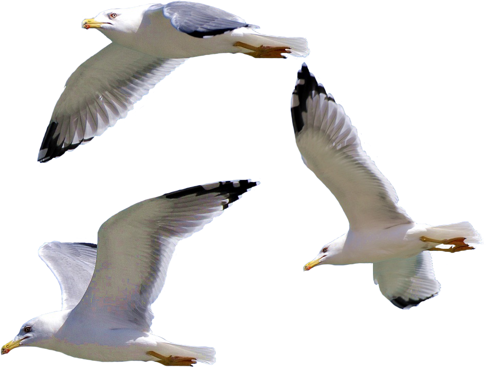 Seagullsin Flight Transparent Background PNG