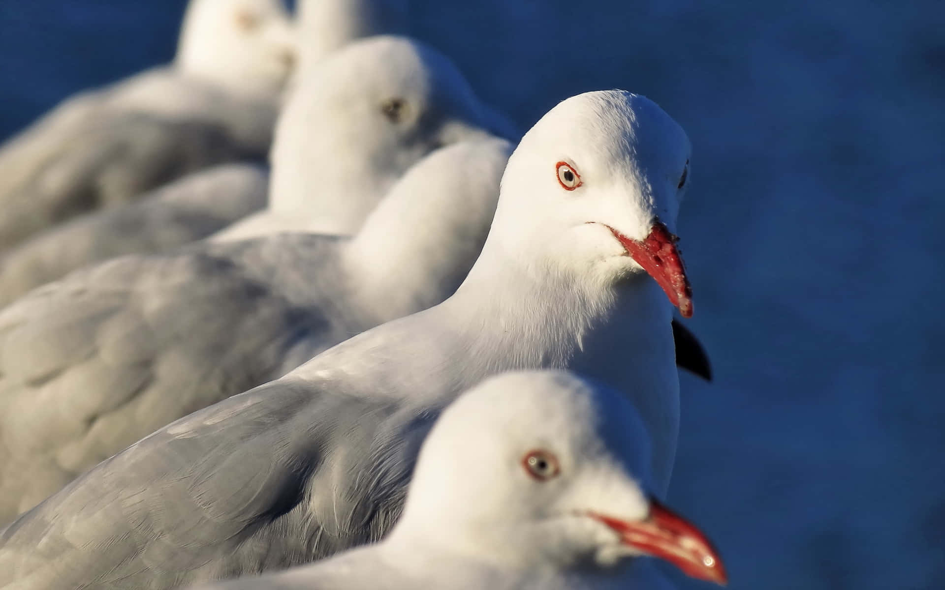 Seagullsin Row Focused Leader Wallpaper