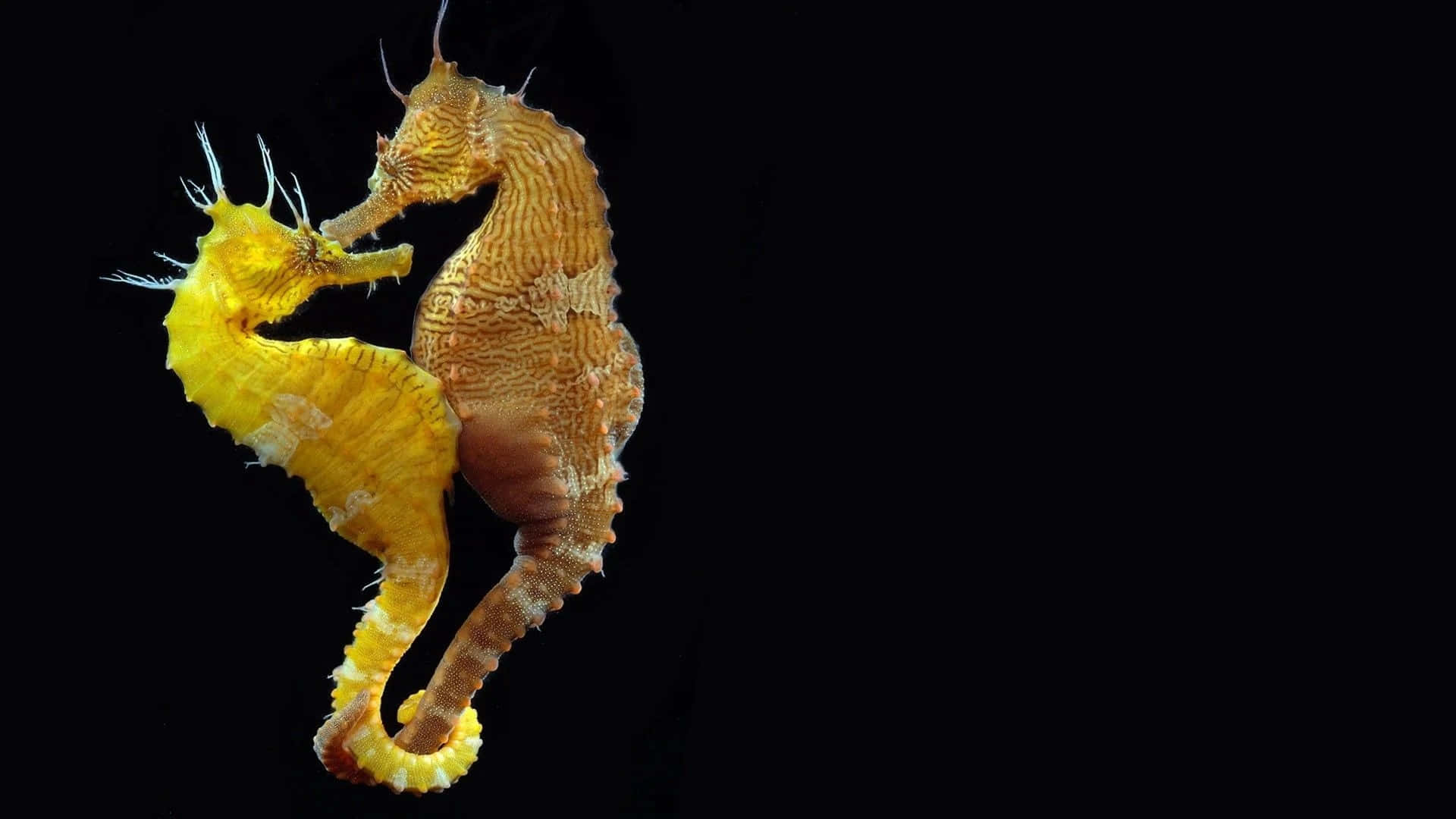 A closeup of a seahorse's intricate details