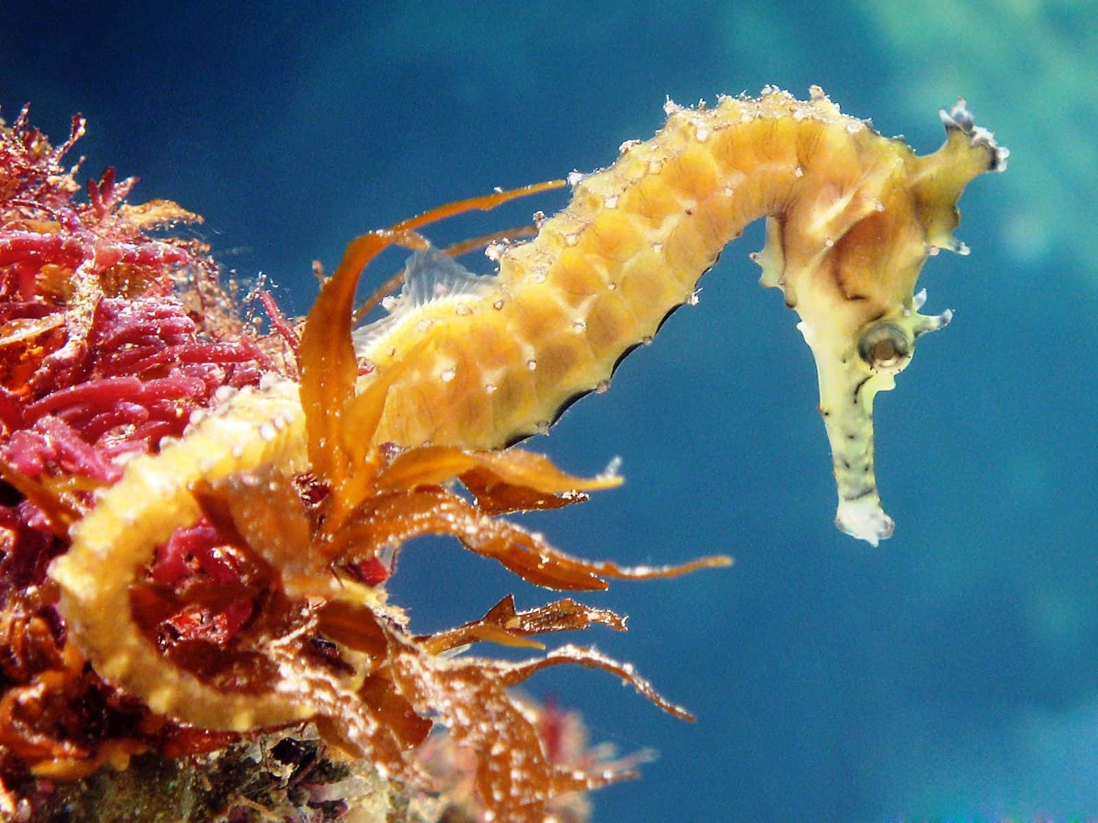 A beautiful seahorse rests among the coral reef