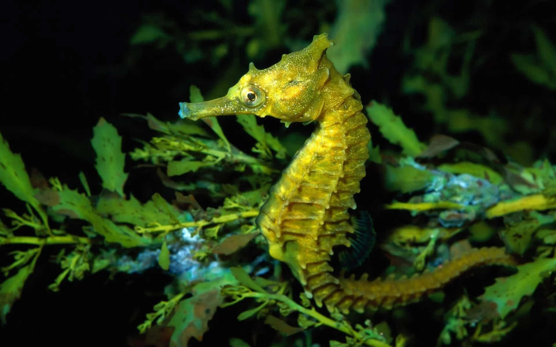 Beautiful Seahorse Underwater in its Natural Habitat