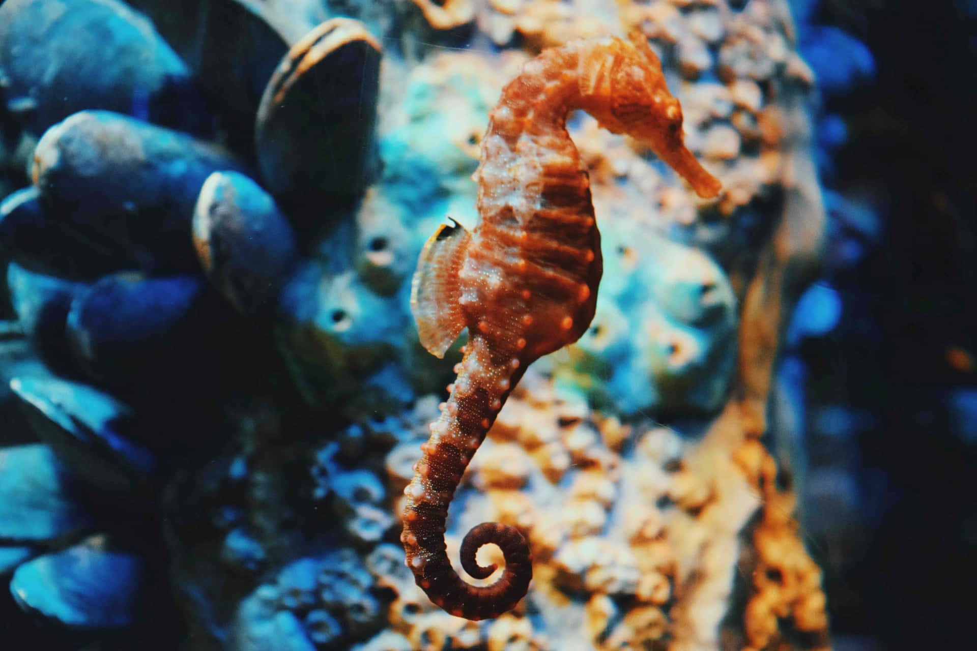 A cute seahorse swam in the inviting blue waters.
