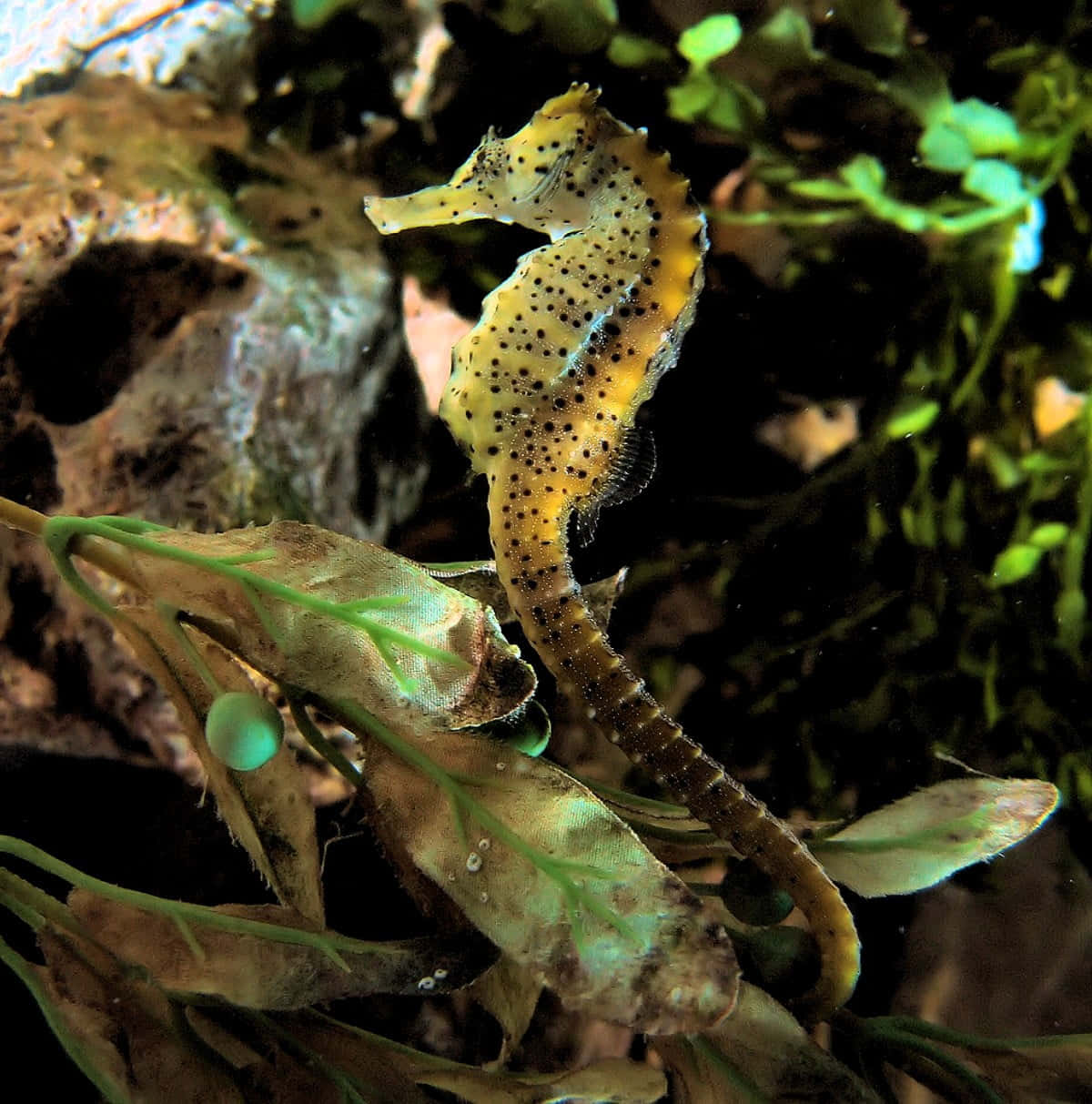 A beautiful seahorse swimming in crystal clear ocean water