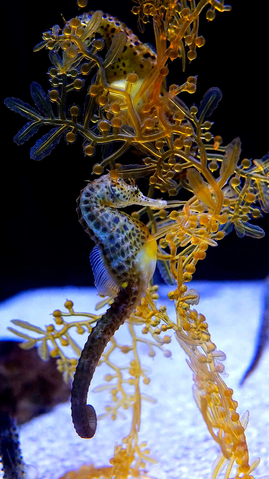 Admire the beauty and grace of the seahorse