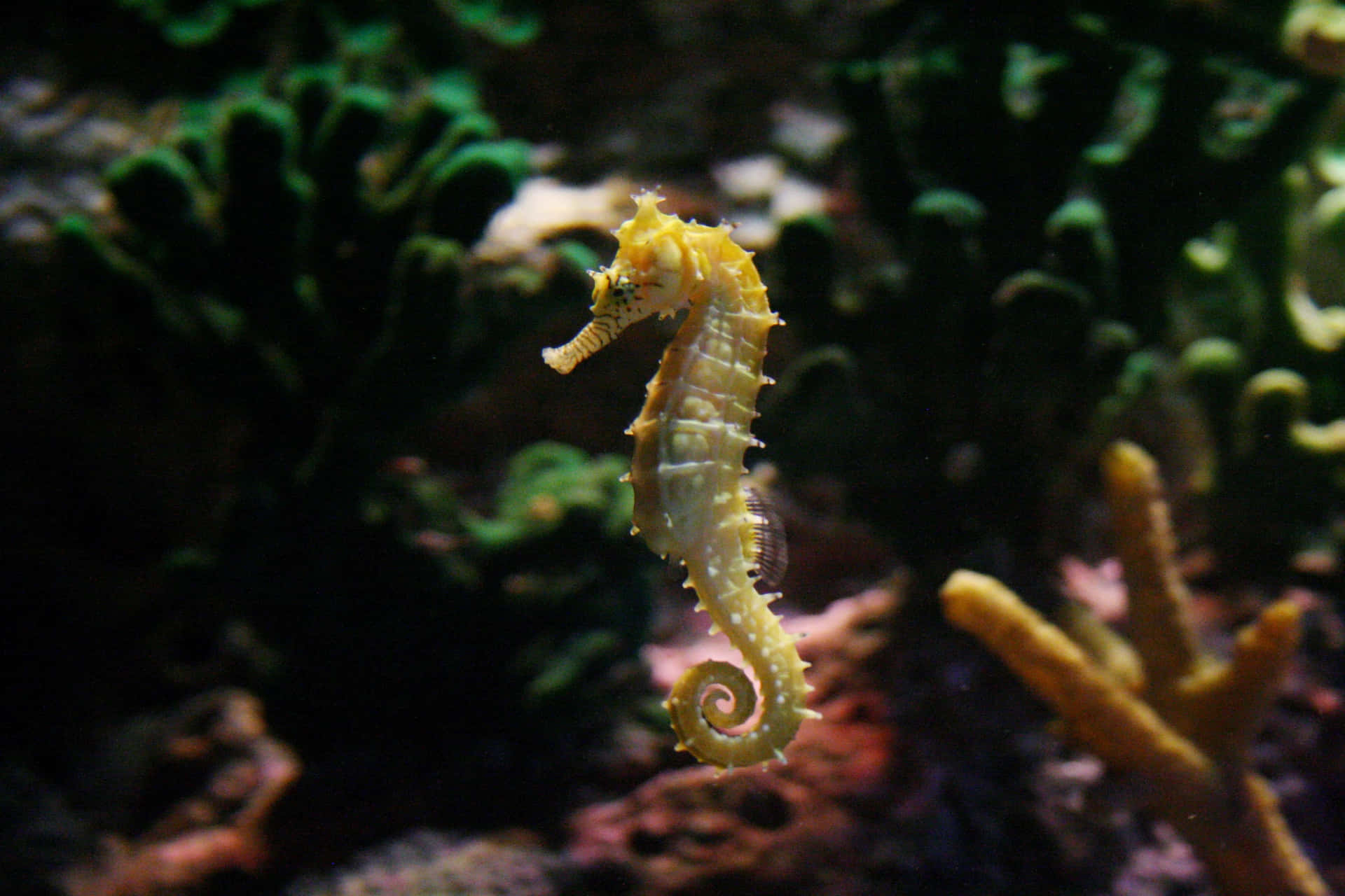 A mesmerizing seahorse in its natural environment