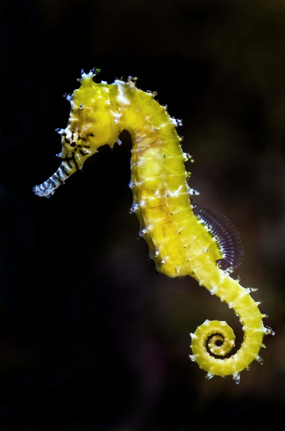 A vibrant seahorse stands tall among a vibrant array of coral