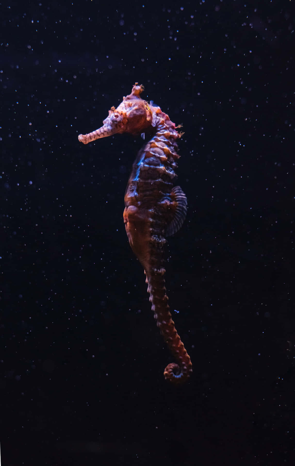 A beautiful seahorse swimming near the coral.