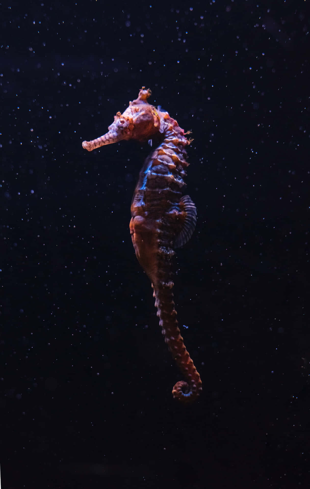 Einwunderschönes Seepferdchen Schwimmt In Der Nähe Des Korallenriffs.