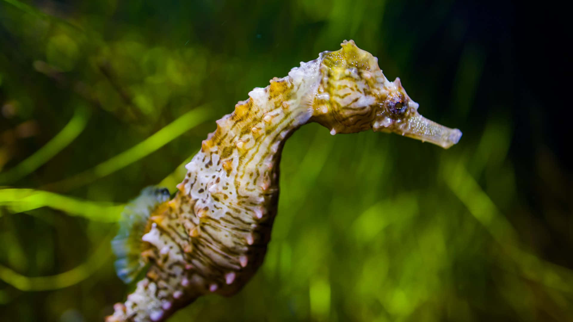 A sea of calm and serenity - this seahorse is living life to the fullest.