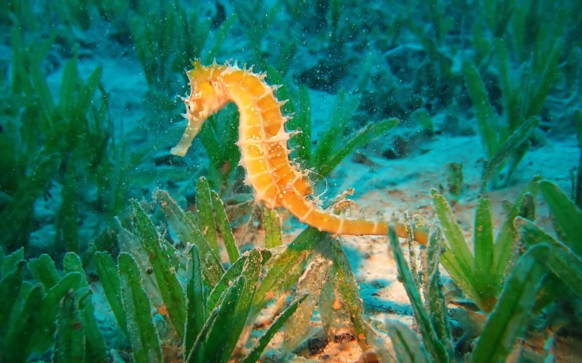 An elegant seahorse swims amongst the vibrant coral
