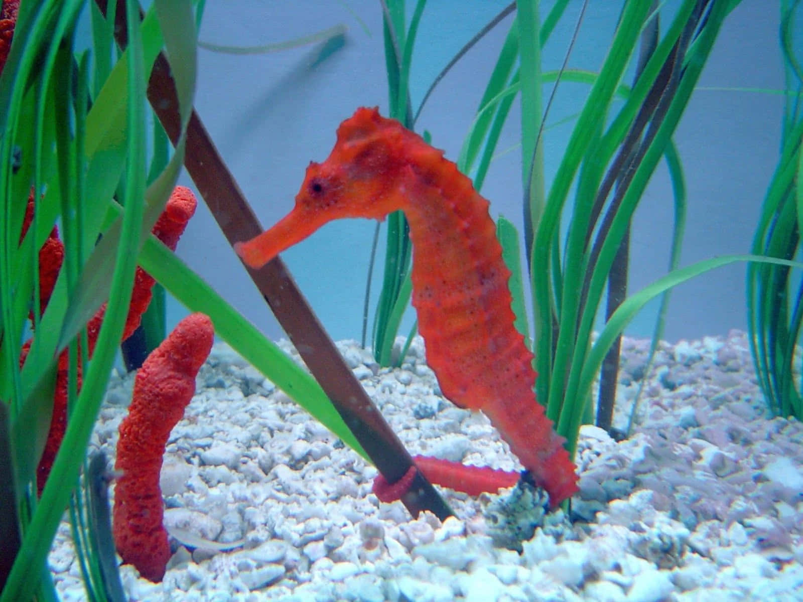 Delicate Seahorse Swimming with the Current