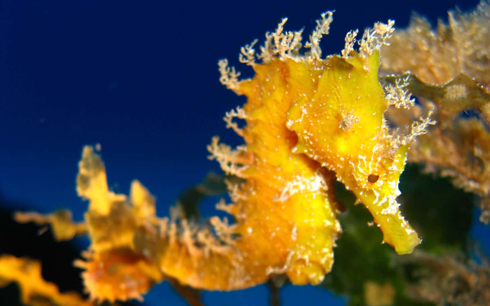A close-up of a graceful seahorse swimming in a coral reef.