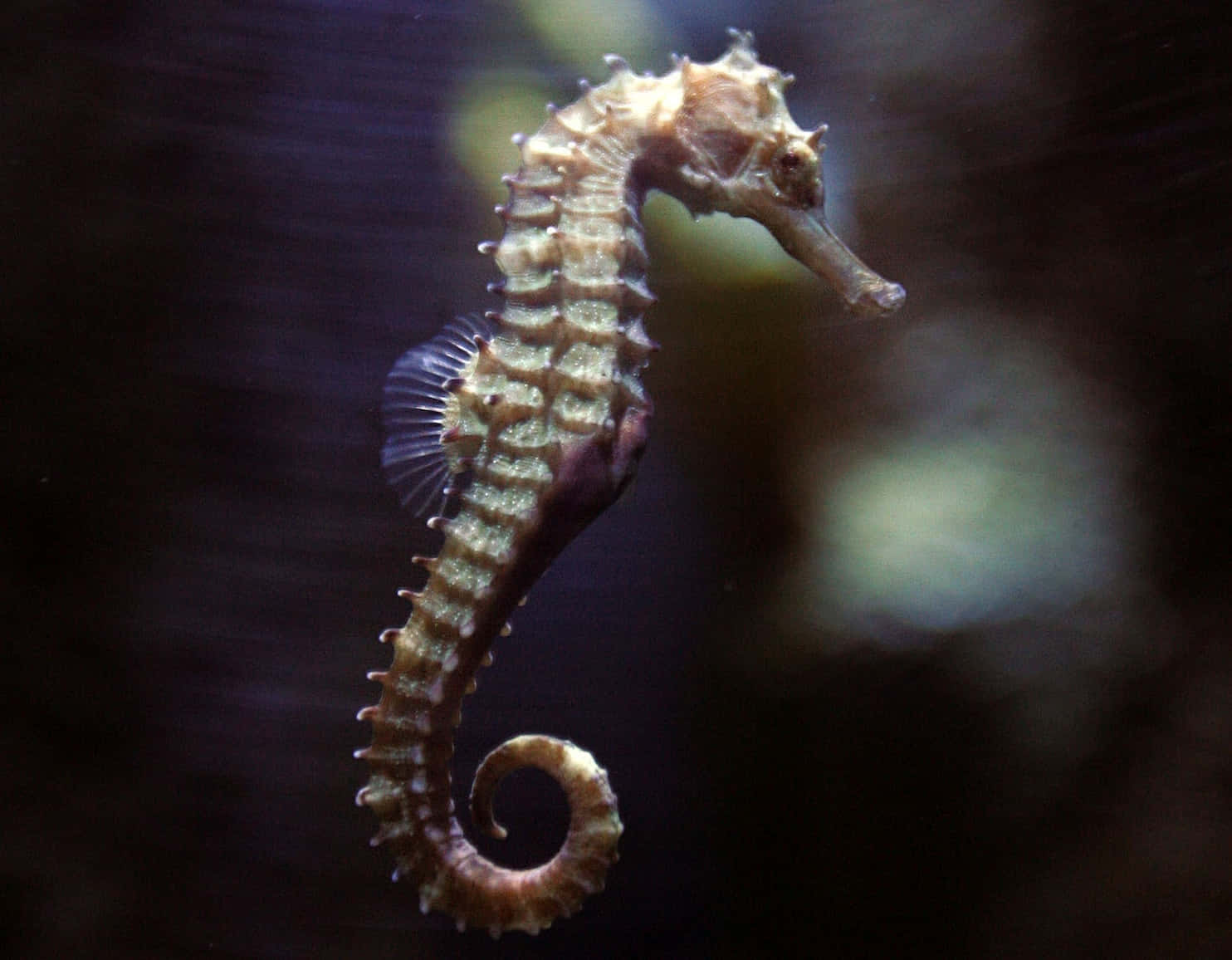 A seahorse swimming in the ocean, surrounded by seaweed