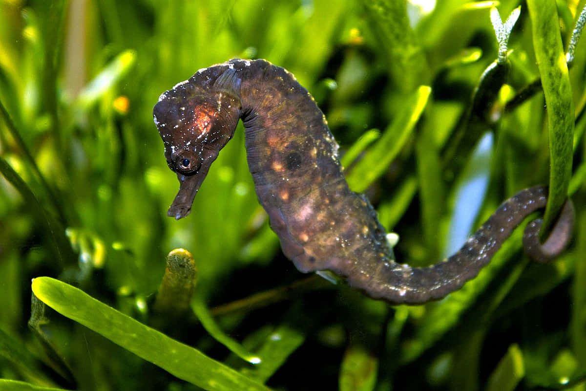 A colorful seahorse swimming in its natural habitat