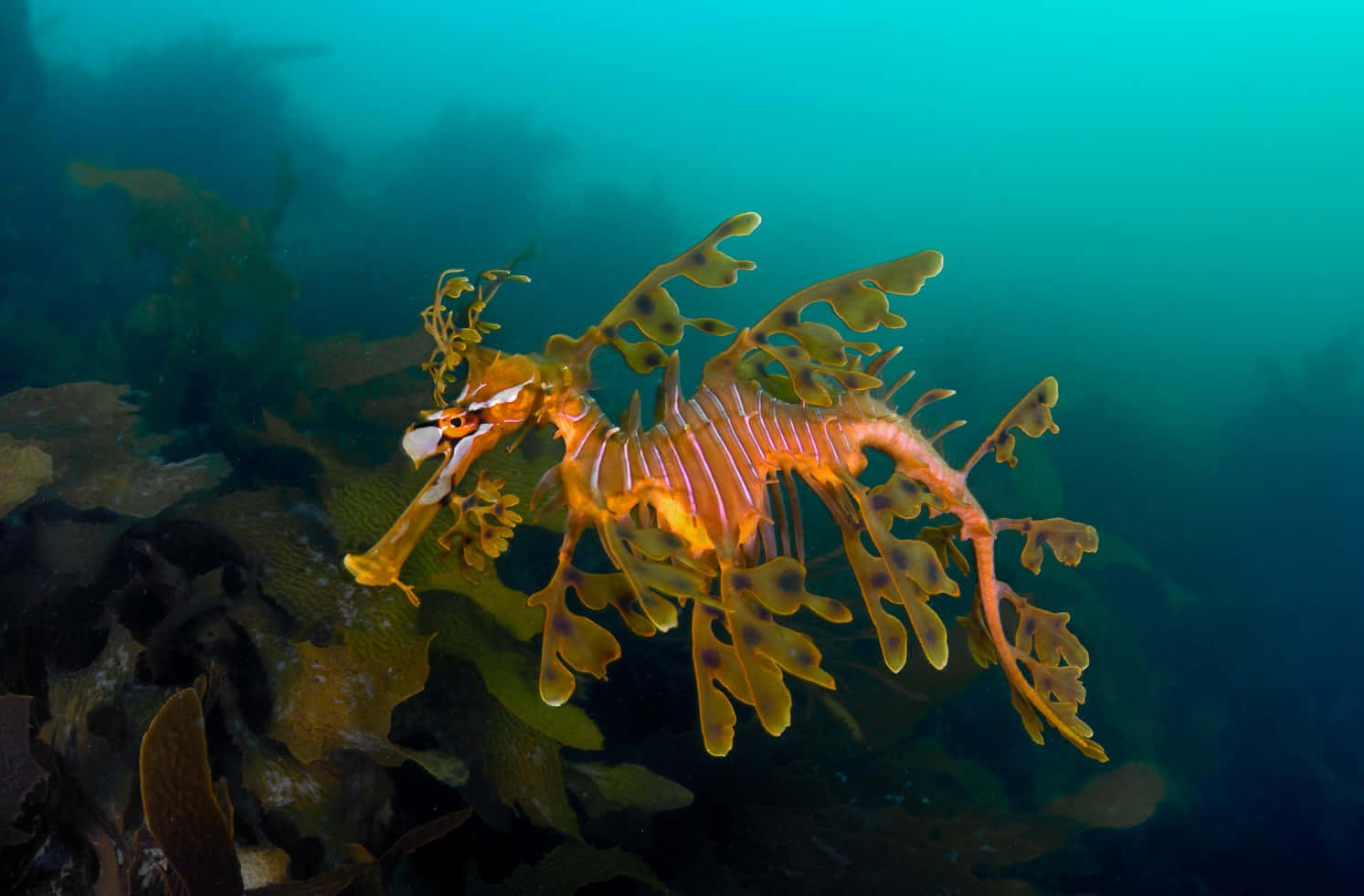 A beautiful seahorse drifting in a coral reef