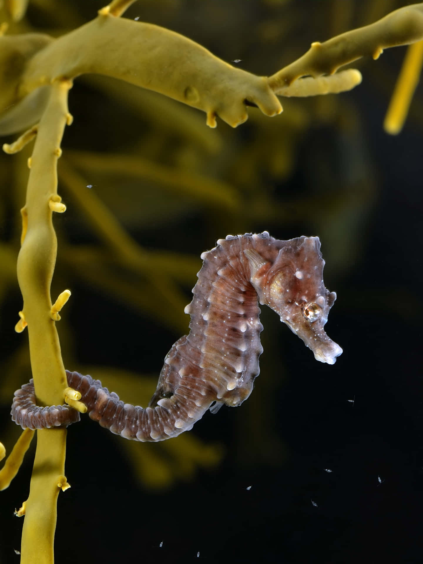 A seahorse calmly swimming in the blue ocean