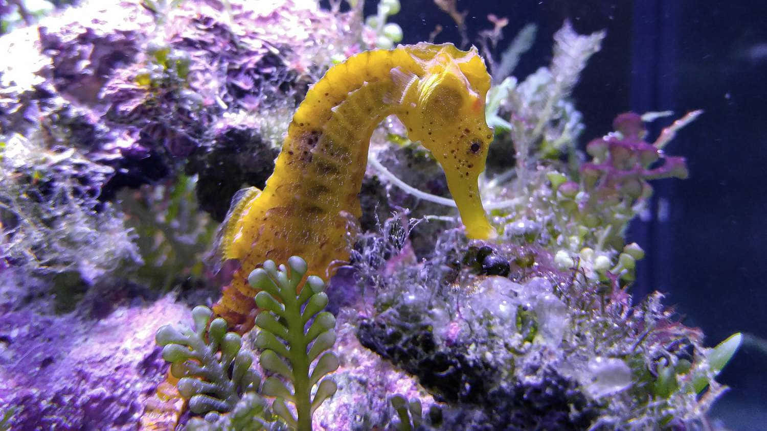 A small seahorse nestled among the colorful underwater coral