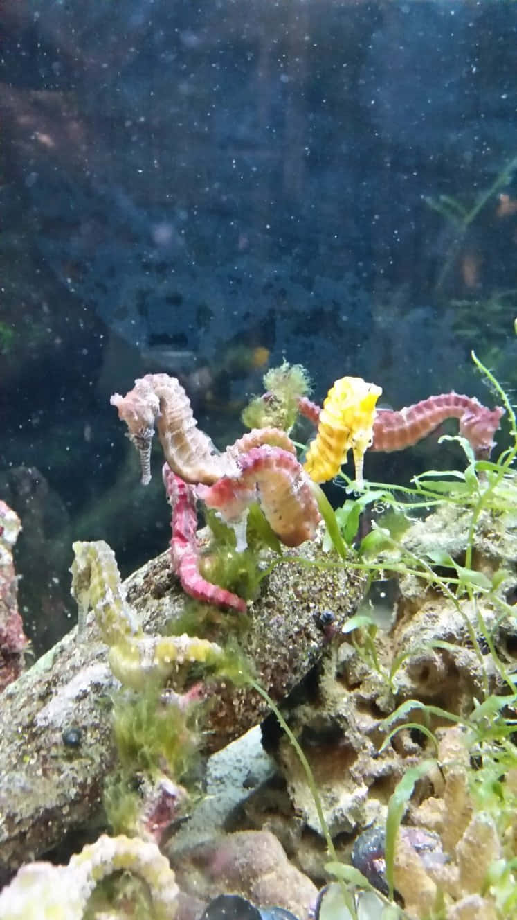 Colorful seahorse swimming in the ocean