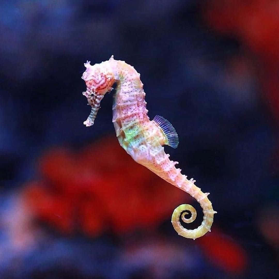 A beautiful seahorse swims in the ocean.