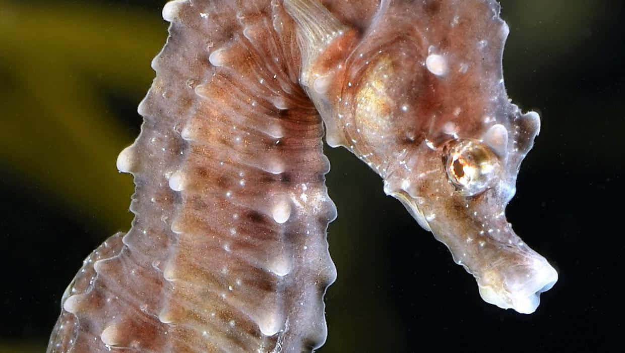 A beautiful seahorse swimming in its natural habitat