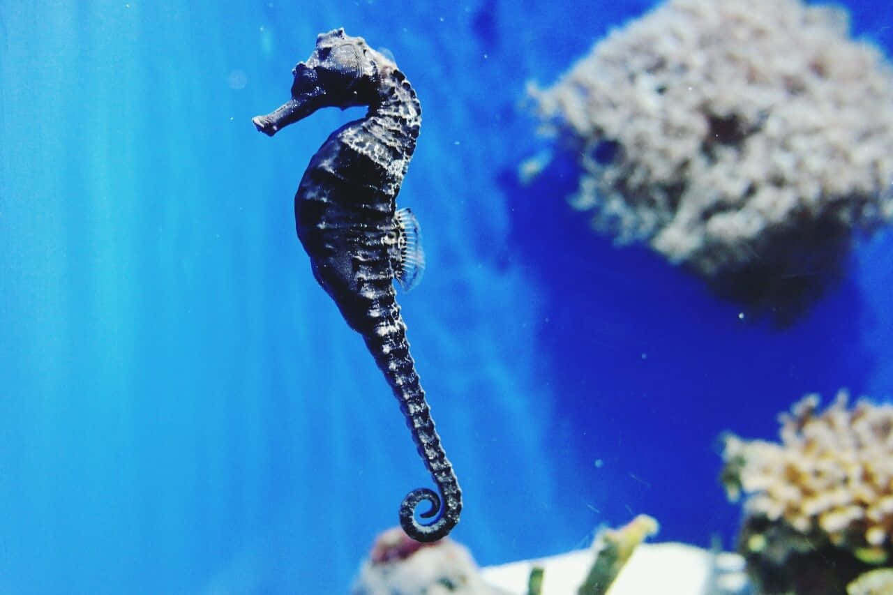 A magnificent seahorse swimming gracefully in the open ocean
