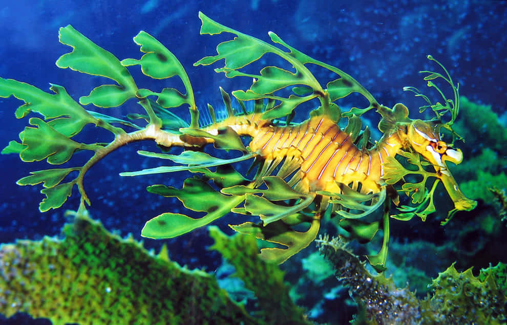 An Elegant Seahorse in Its Natural Ocean Habitat