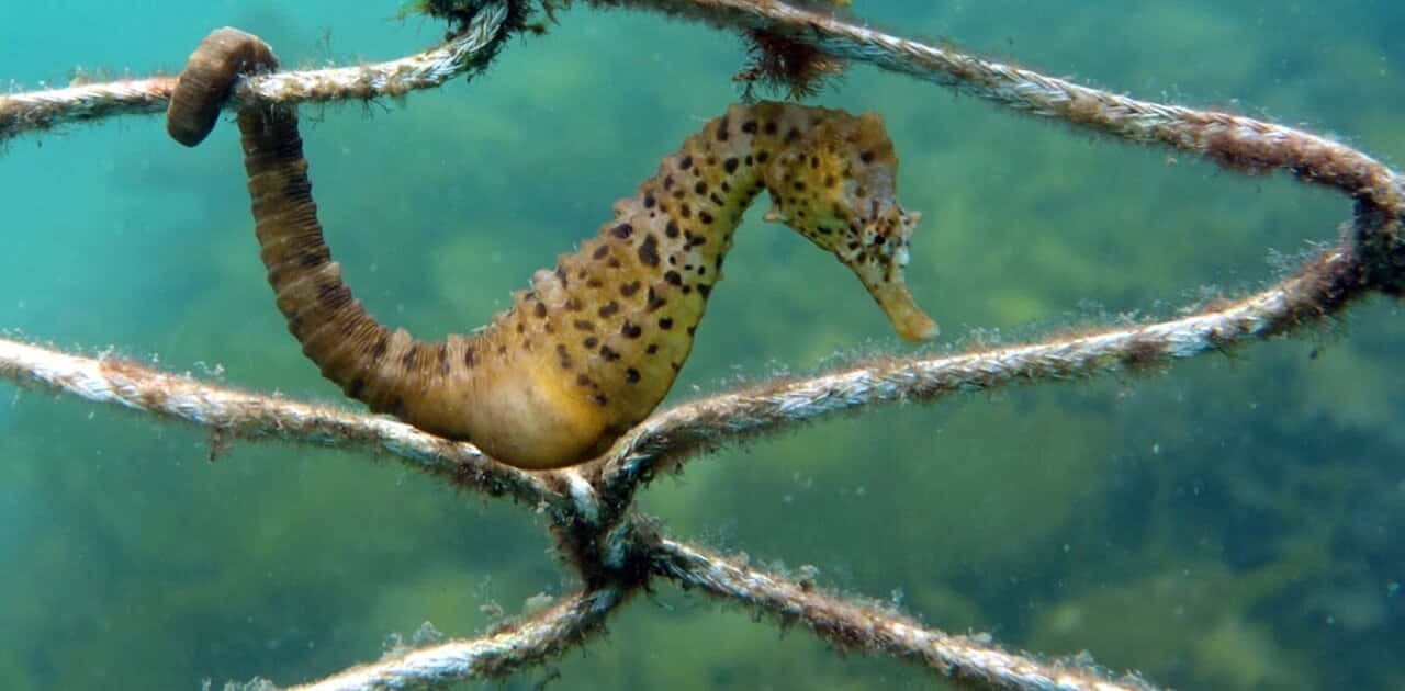 "A colourful seahorse swimming in the ocean"