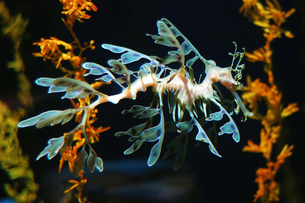 Colorful Seahorse Among Ocean Plants